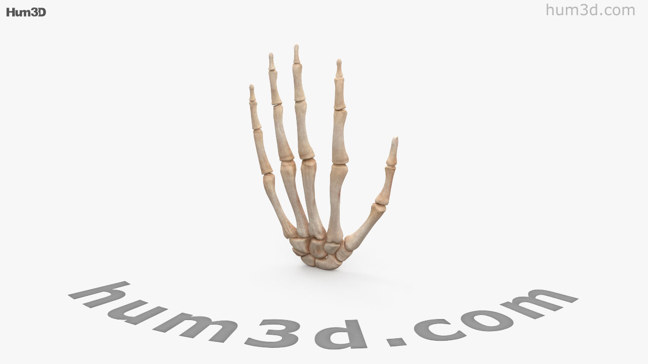 Кістки кисті 3D модель - Круговий огляд 360 градусів - Hum3D