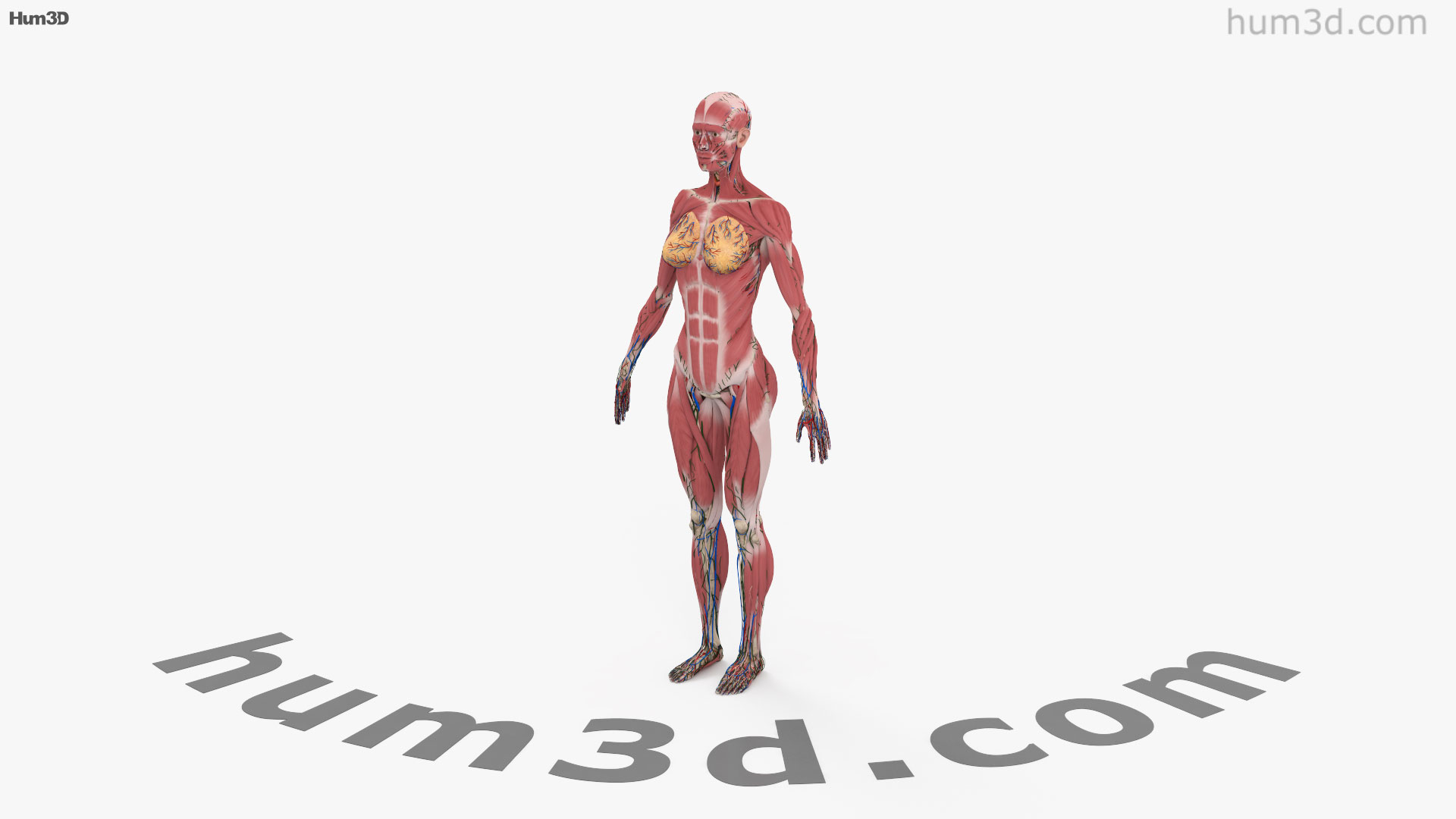 vue à 360 degrés de anatomie féminine complète modèle 3d hum3d magasin