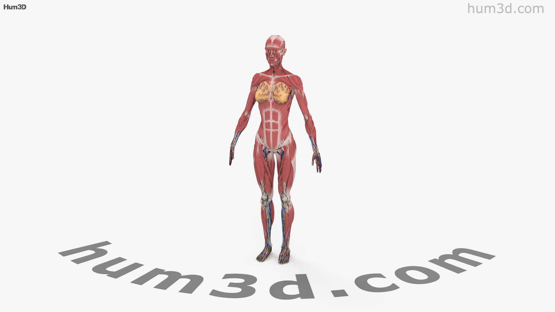 View Of Complete Female Anatomy D Model Hum D Store