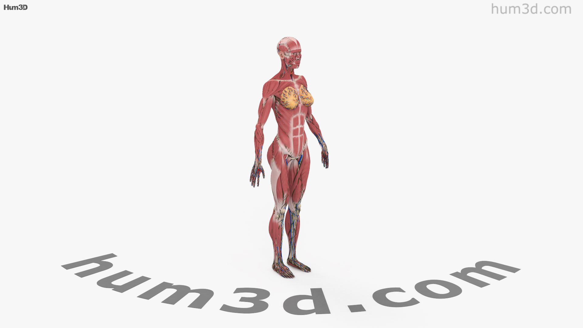360 view of Complete Female Anatomy 3D model Hum3D store