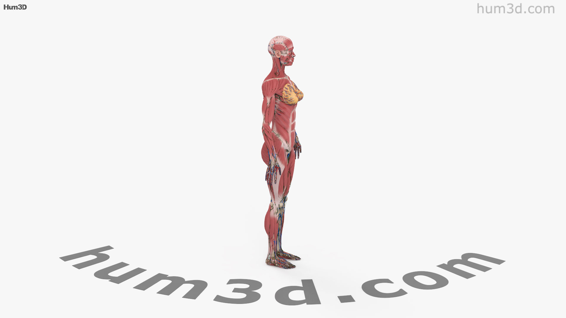 360 View Of Complete Female Anatomy 3d Model Hum3d Store 4104
