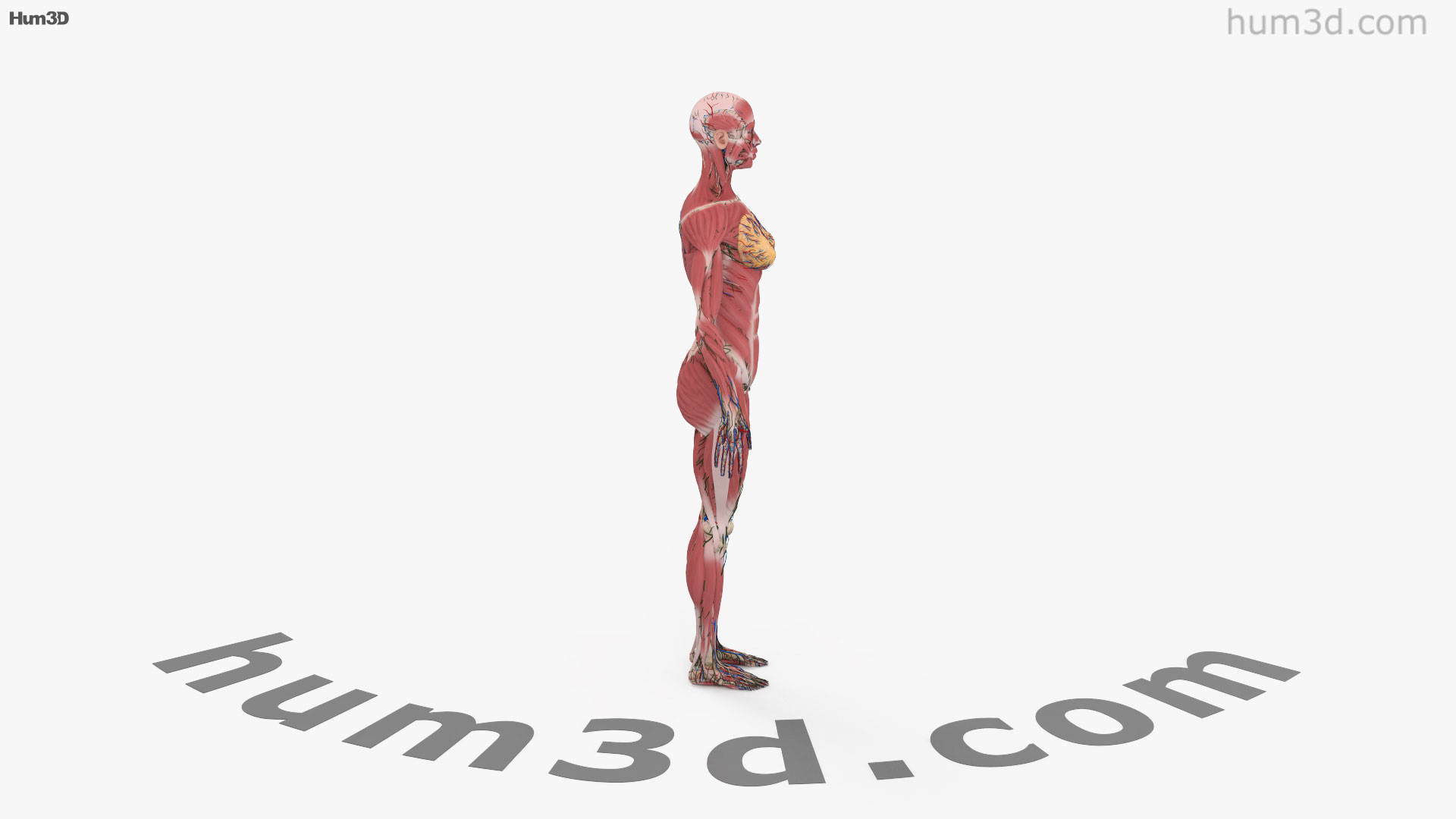360 view of Complete Female Anatomy 3D model Hum3D store