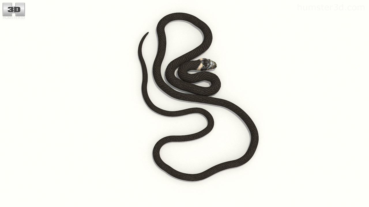 Bạn sẽ say mê với mô hình 3D của con rắn cỏ nghệ thuật được tái tạo thật độc đáo. Với hình dạng và chi tiết chân thực cộng thêm chất liệu Low Poly, mô hình sẽ giúp bạn trải nghiệm không gian sống của loài rắn này tuyệt đẹp hơn bao giờ hết.