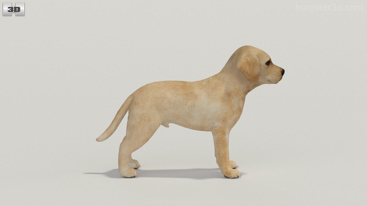 360 view of Labrador Retriever Puppy Low Poly 3D model - Hum3D store