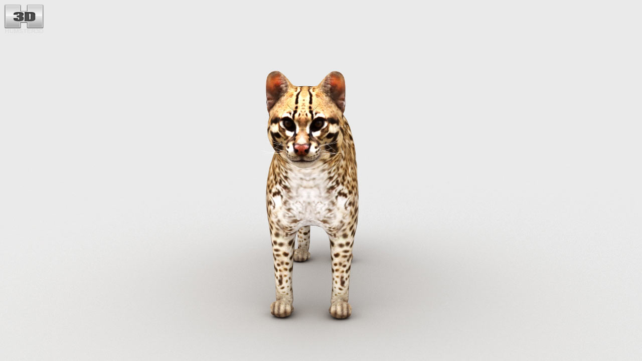 360 view of Ocelot 3D model - Hum3D store