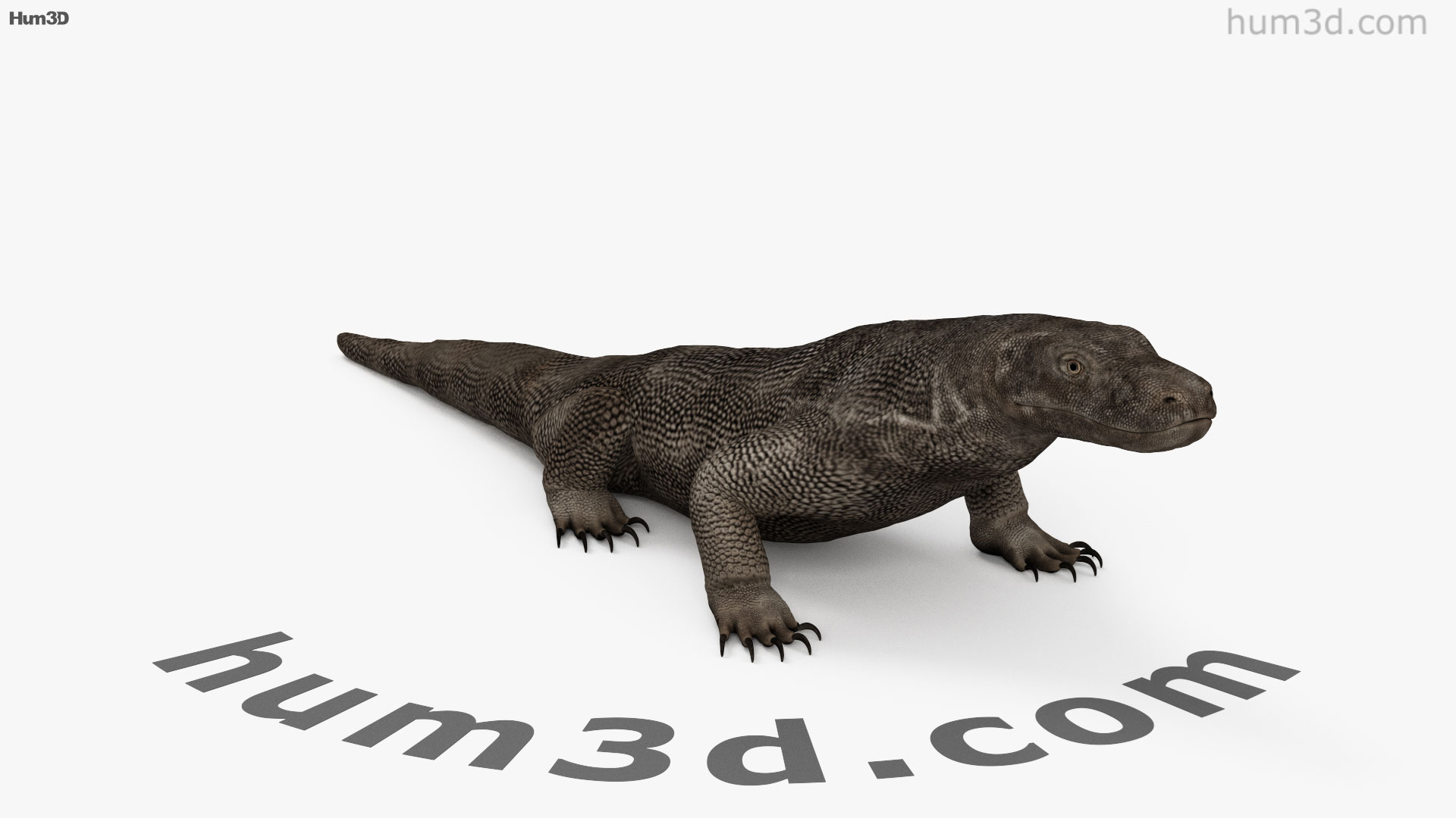 360 view of Komodo Dragon 3D model - Hum3D store