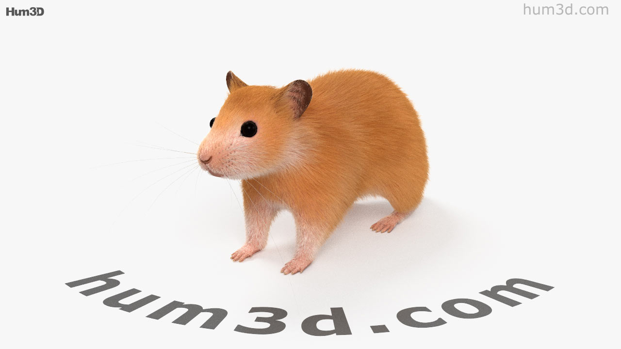 360 view of Hamster HD 3D model Hum3D store