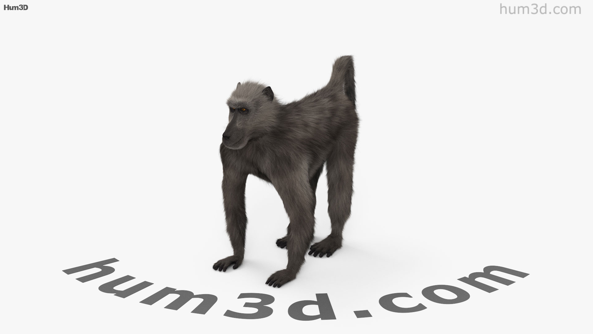 チャクマヒヒ 3dモデルの360ビュー Hum3dストア