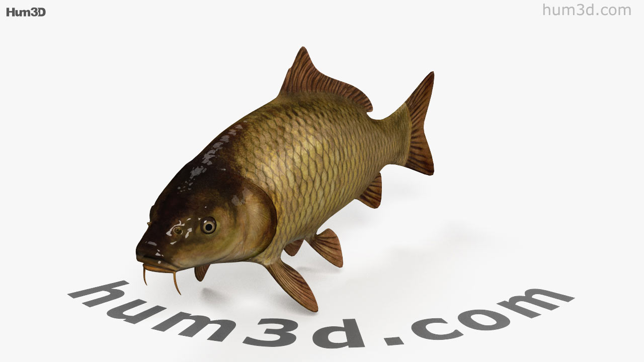 3d carp android