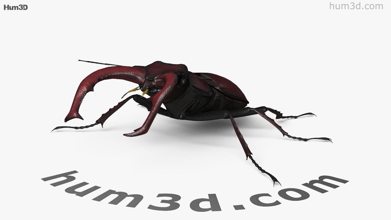 360 view of Stag Beetle HD 3D model - Hum3D store