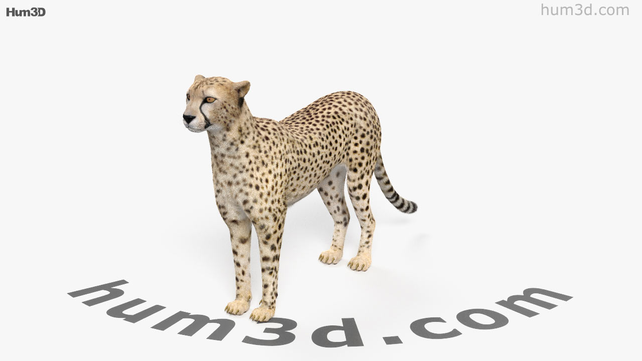 cheetah 3d view