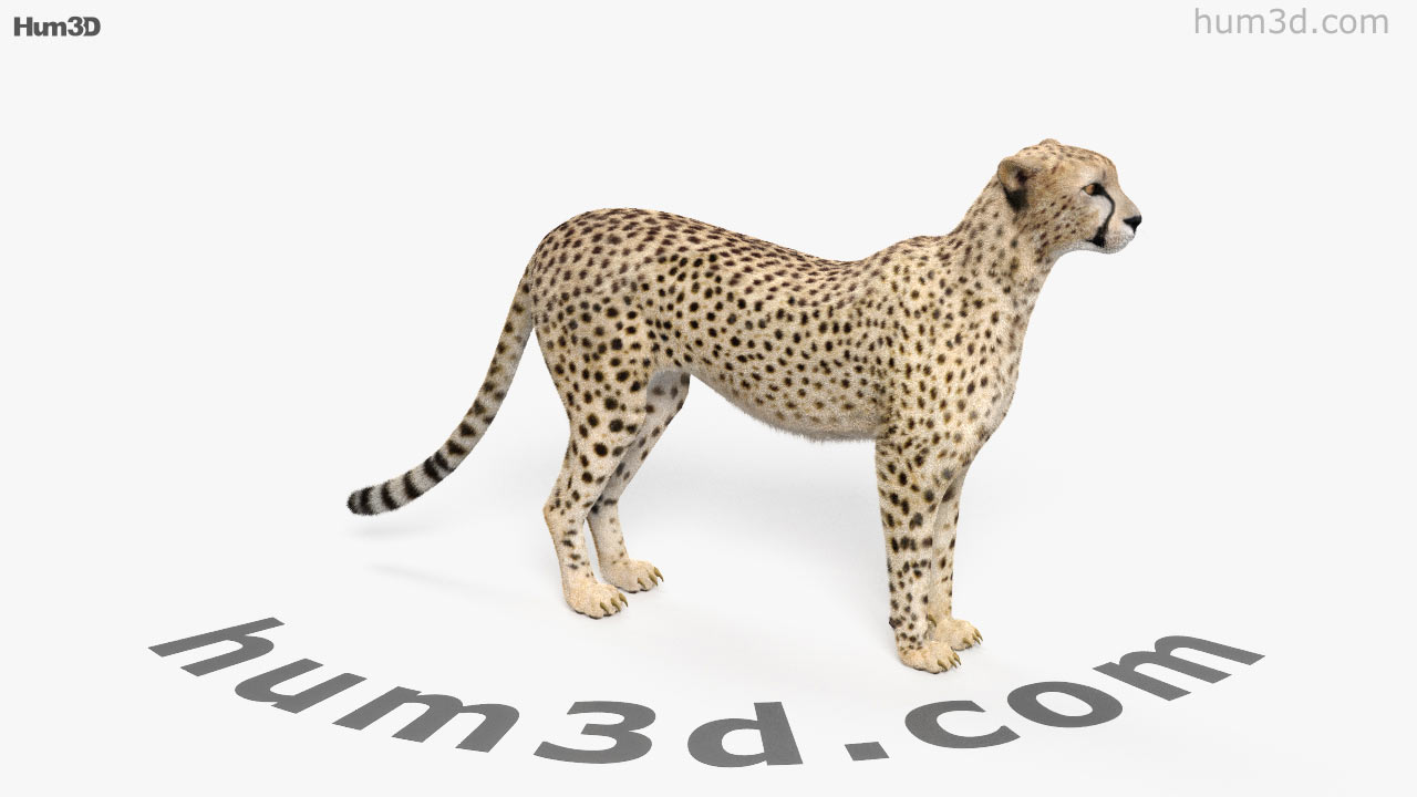 carbon tech cheetah 3d carbon tech cheetah 3d