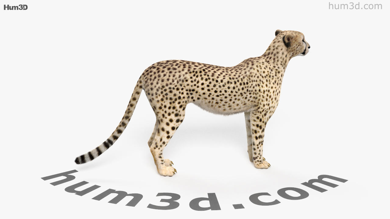 cheetah 3d view