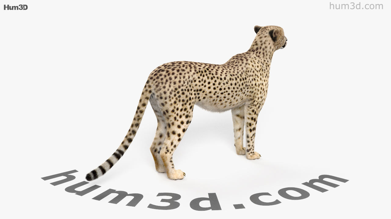 cheetah 3d view cheetah 3d view