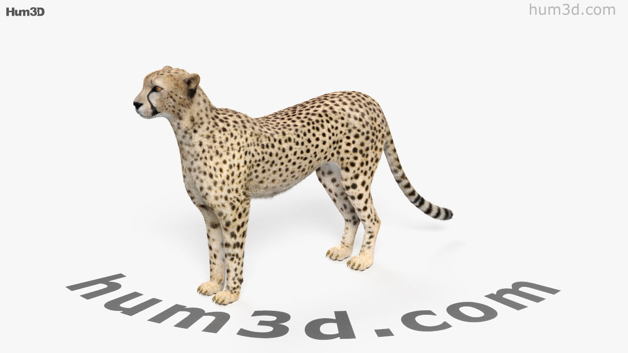 cheetah 3d price