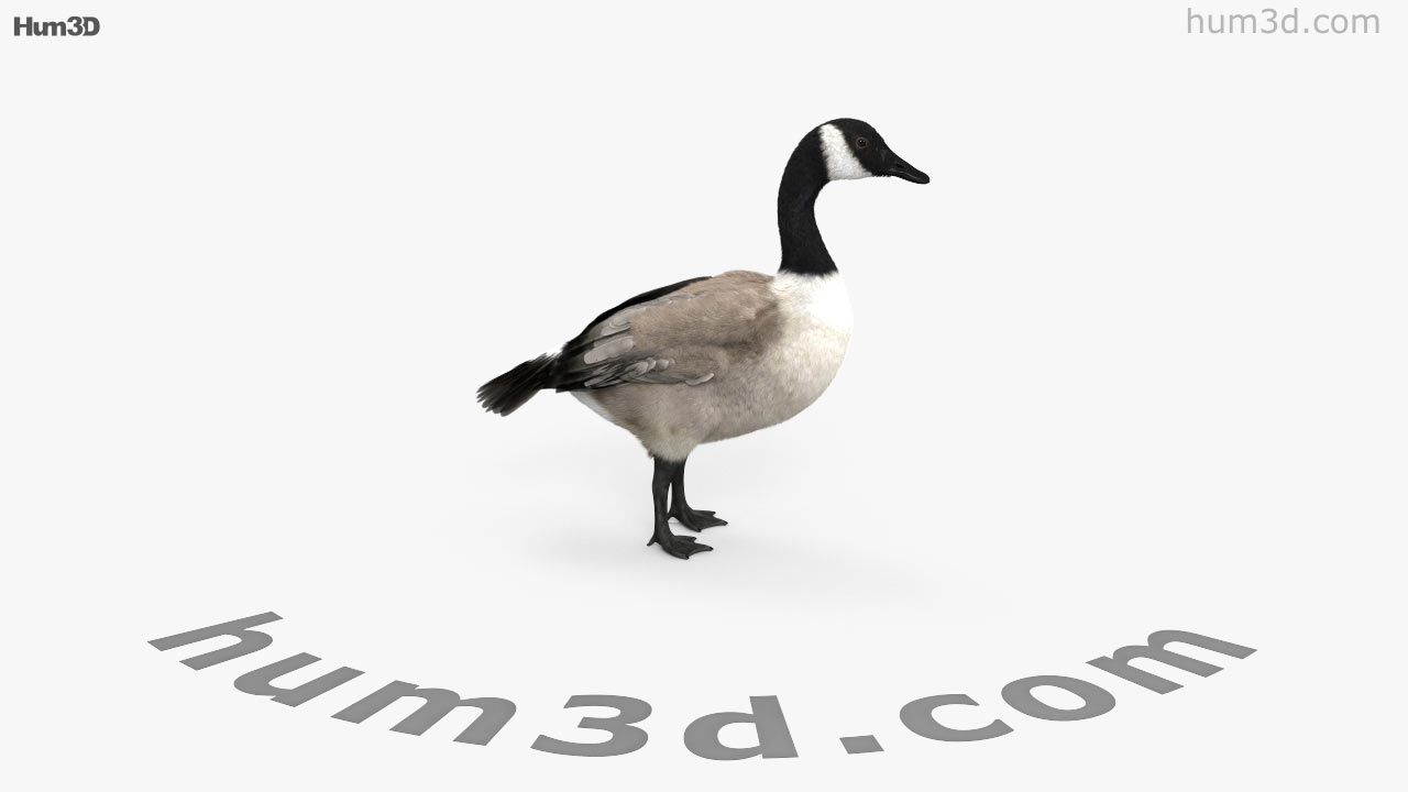 Canada goose plumas 3d Outlet
