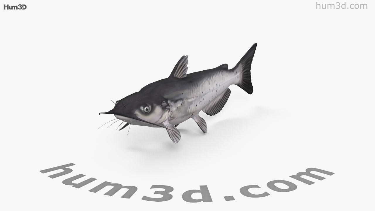 ナマズ目 3dモデルの360ビュー Hum3dストア