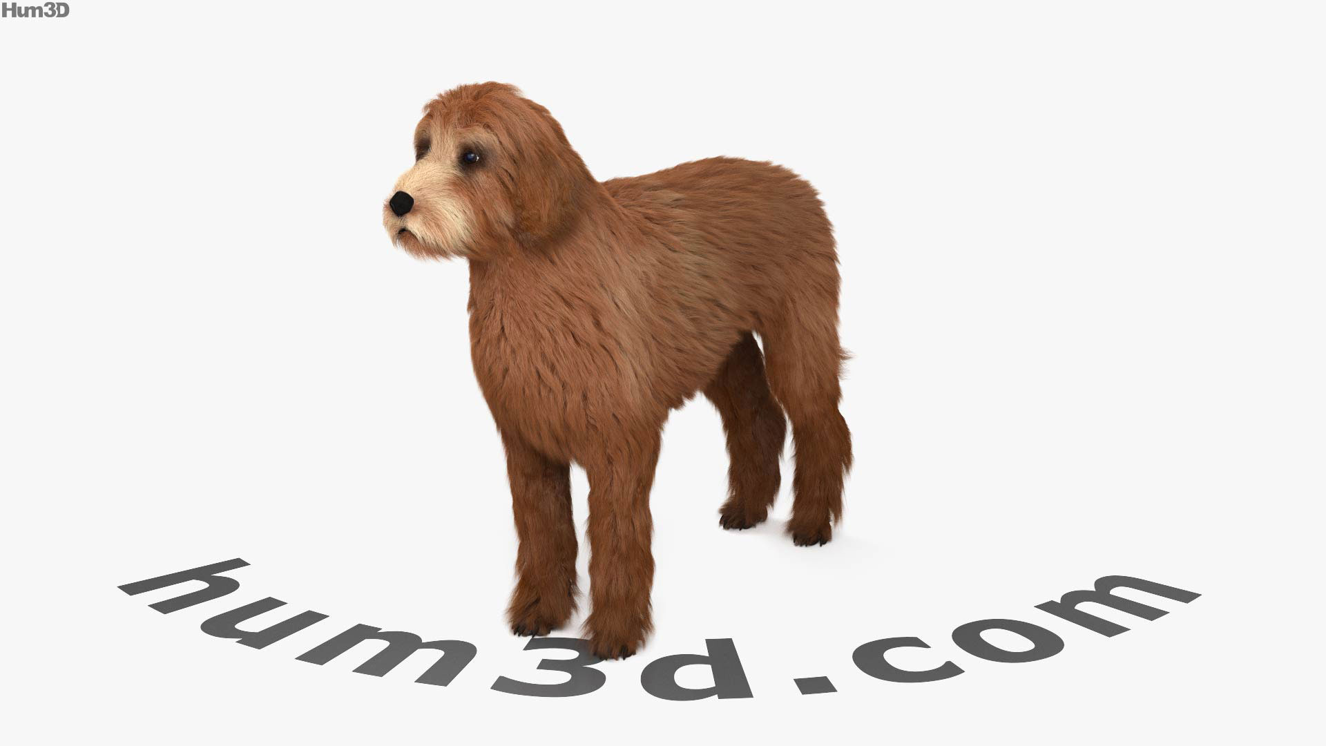 Labradoodle 3D Model Animals On Hum3D, 59% OFF