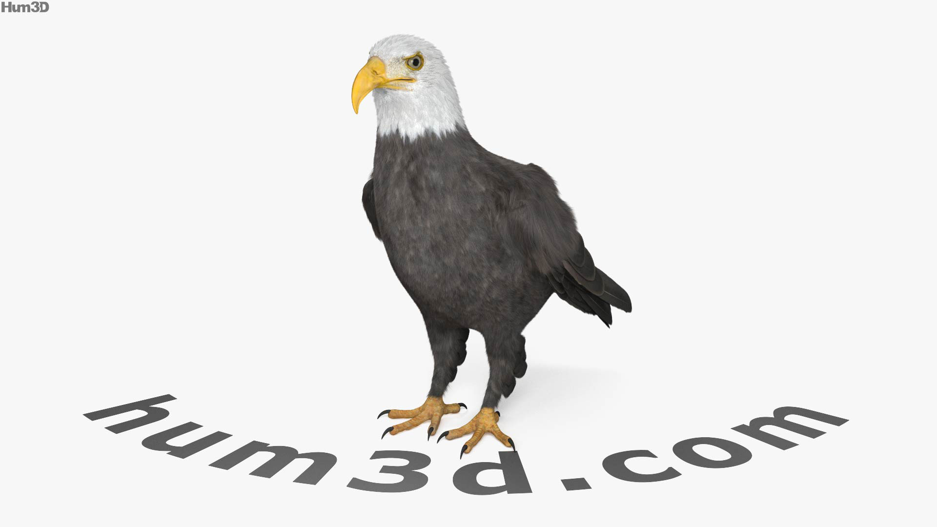 360 view of Bald Eagle 3D model - Hum3D store