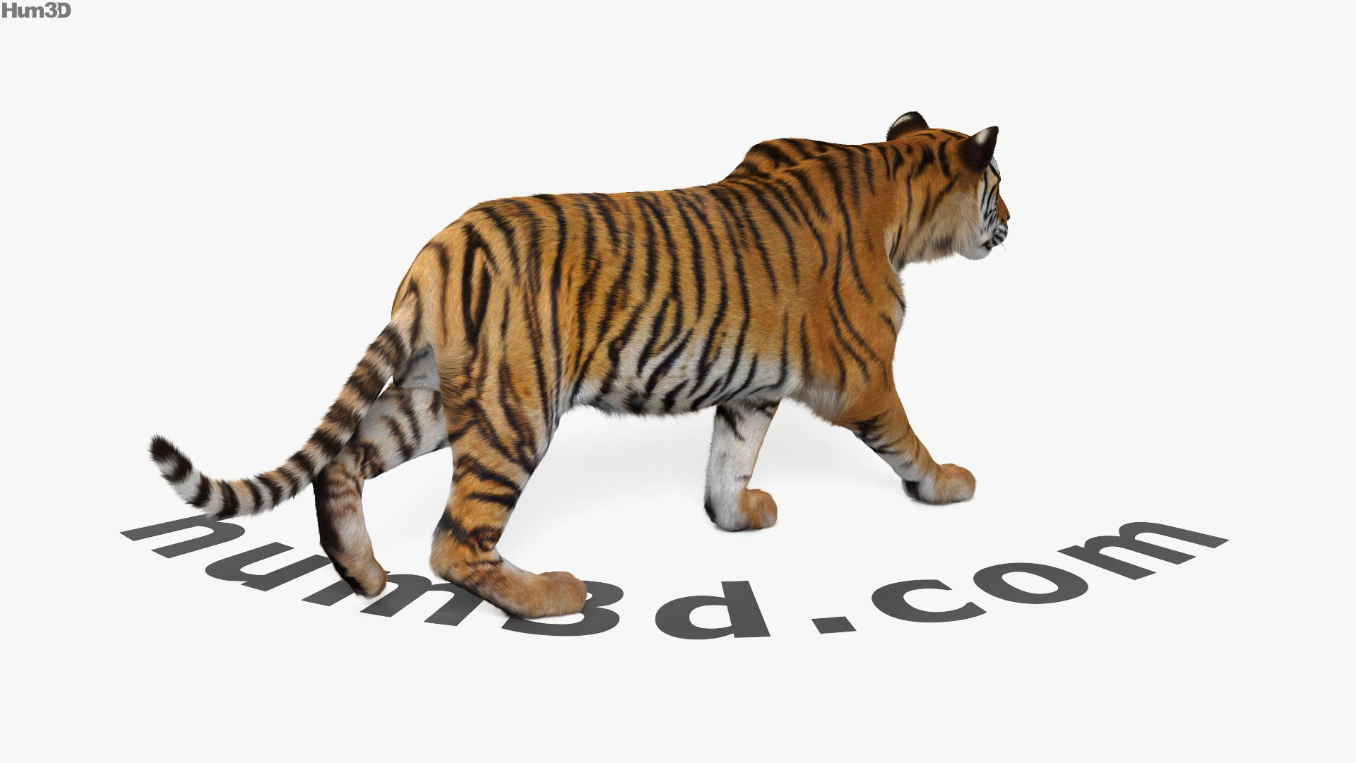 360 view of Walking Tiger 3D model - Hum3D store
