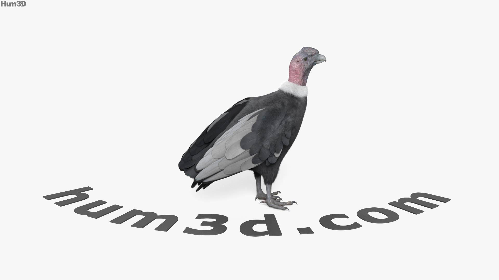 コンドル 3dモデルの360ビュー Hum3dストア