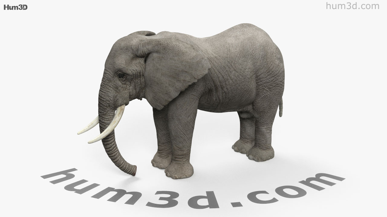 360 View Of African Elephant Hd 3d Model Hum3d Store