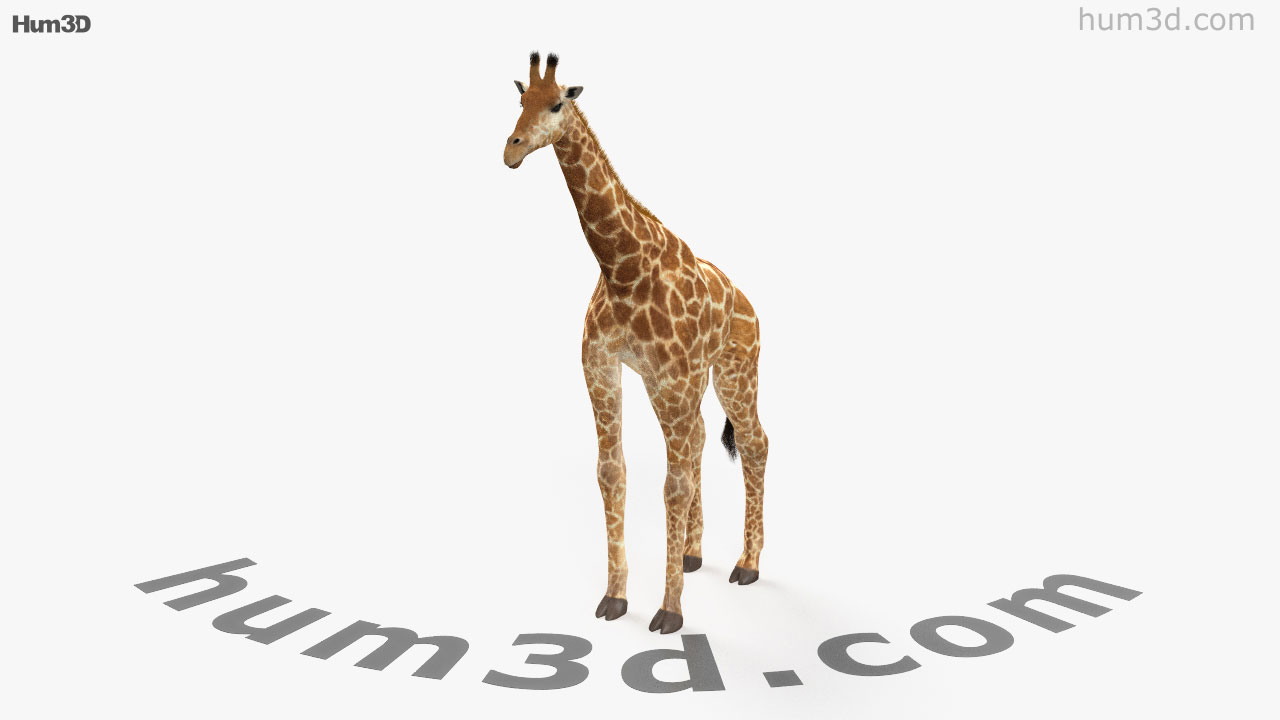 360 view of Giraffe 3D model - Hum3D store