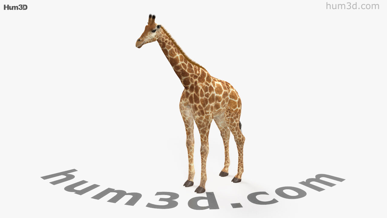 360 view of Giraffe 3D model - Hum3D store