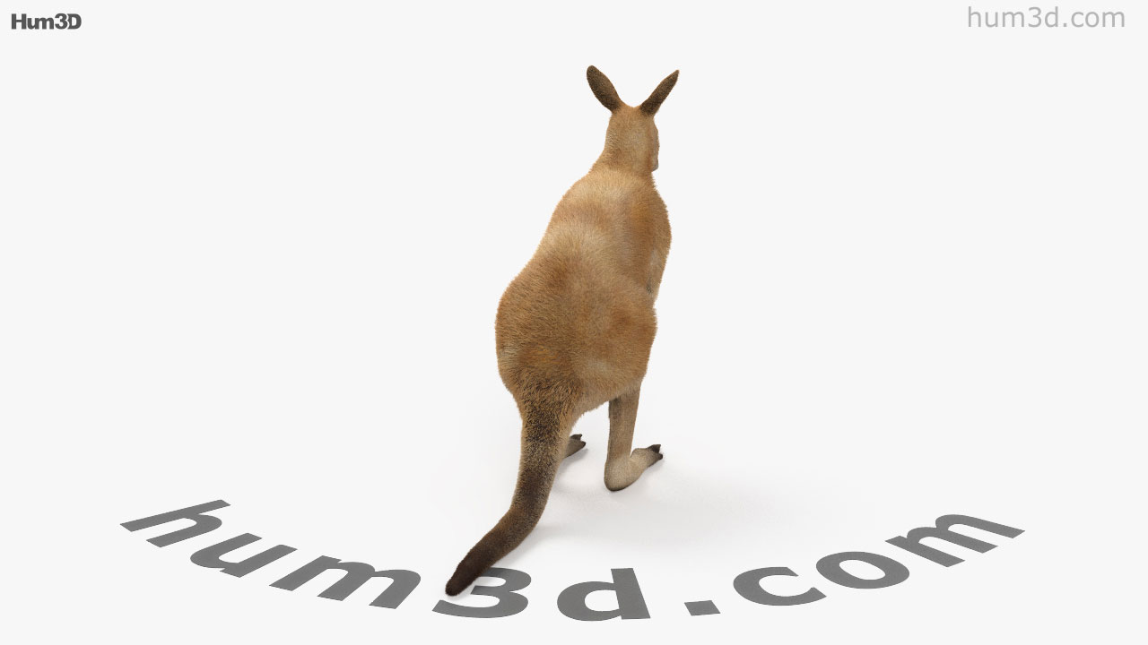 360 View Of Kangaroo Hd 3d Model Hum3d Store