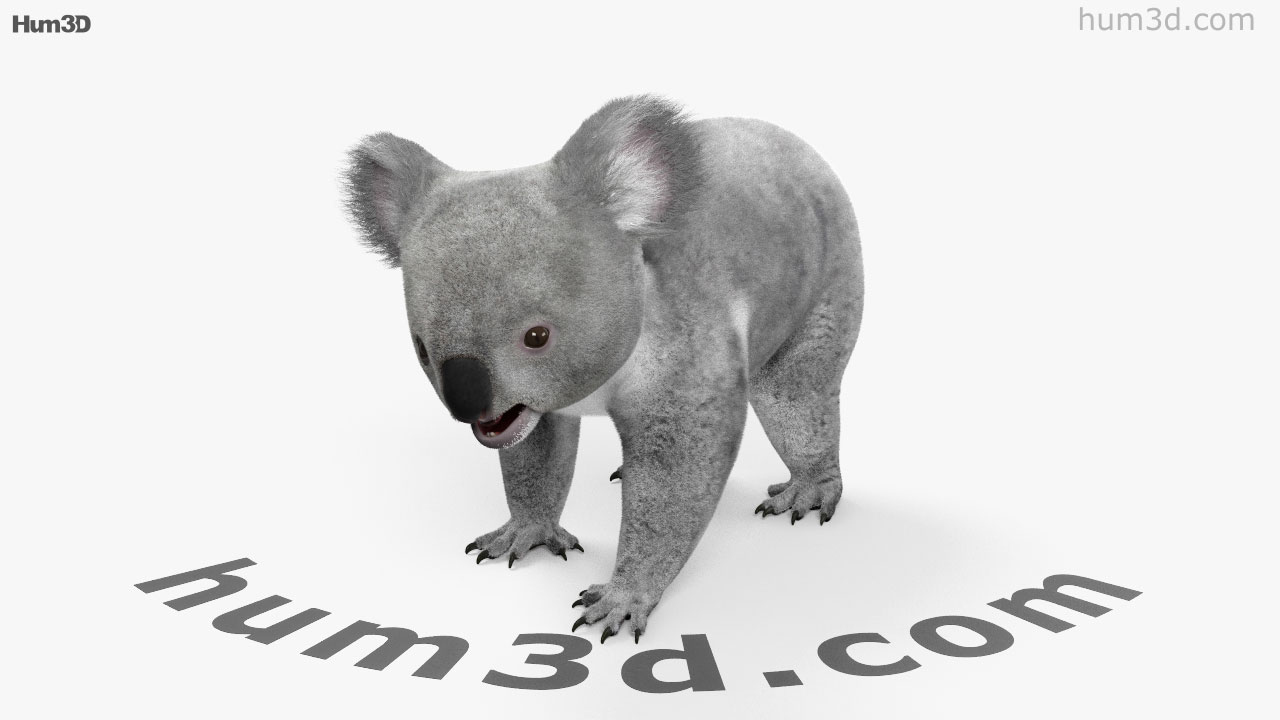 360 view of Koala 3D model Hum3D store