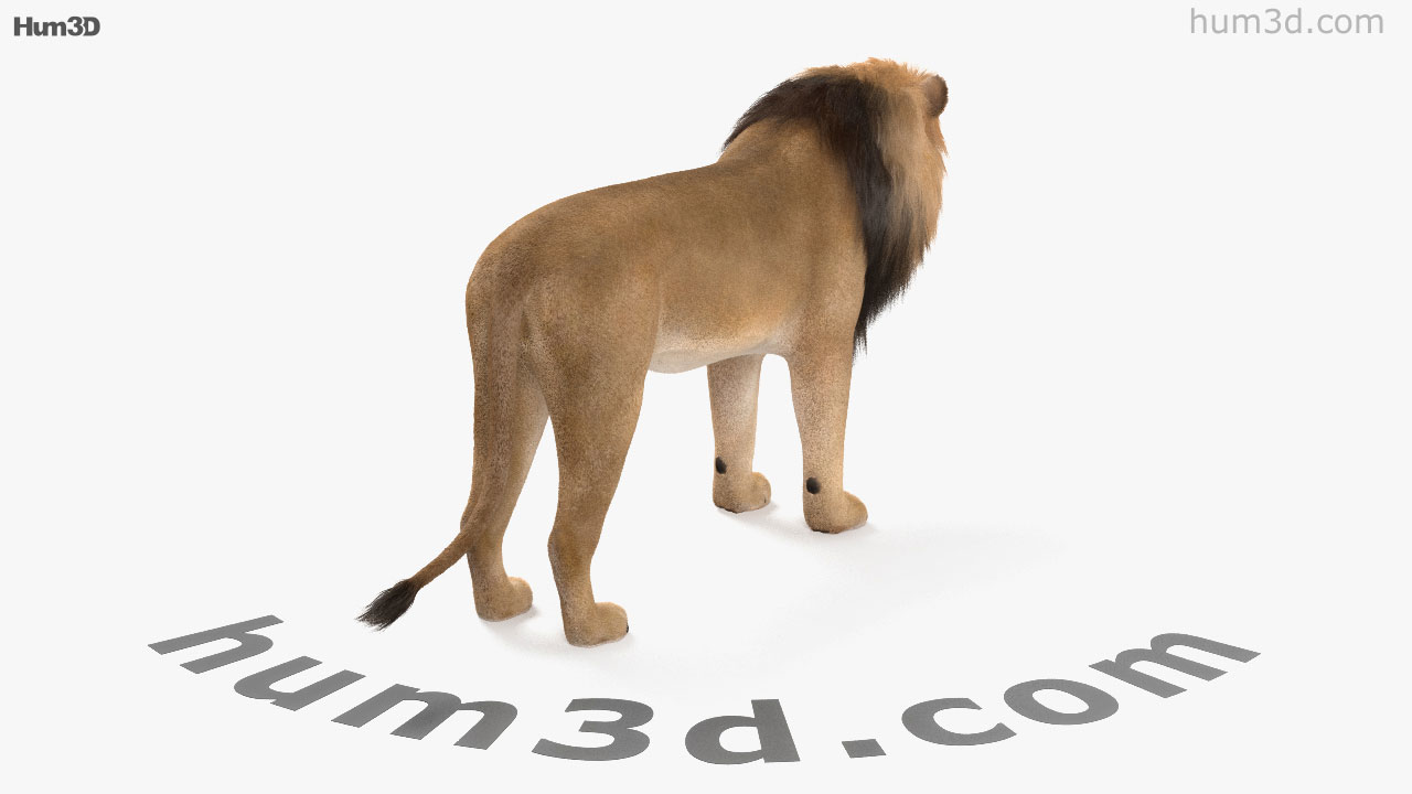 360 View Of Lion Hd 3d Model Hum3d Store