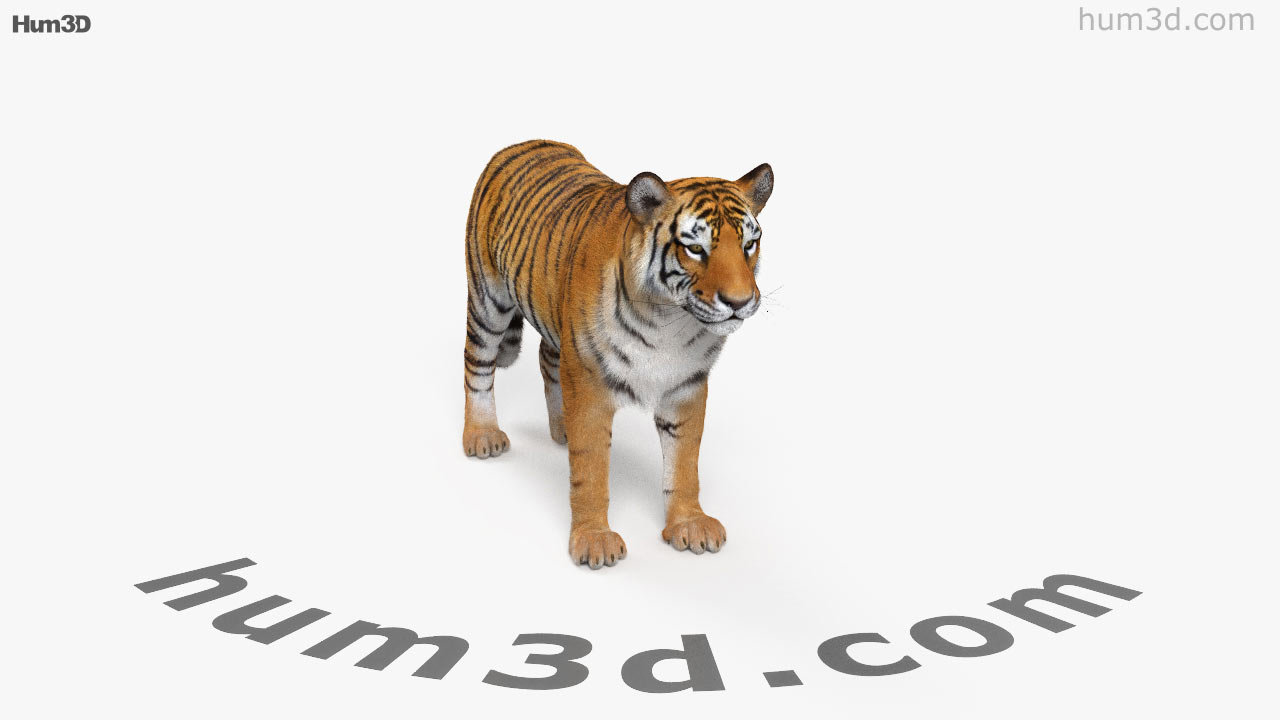 360 view of Tiger 3D model - Hum3D store
