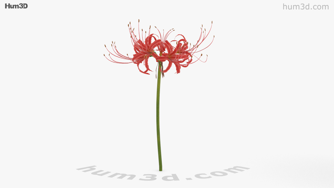 360 View Of Red Spider Lily 3d Model Hum3d Store