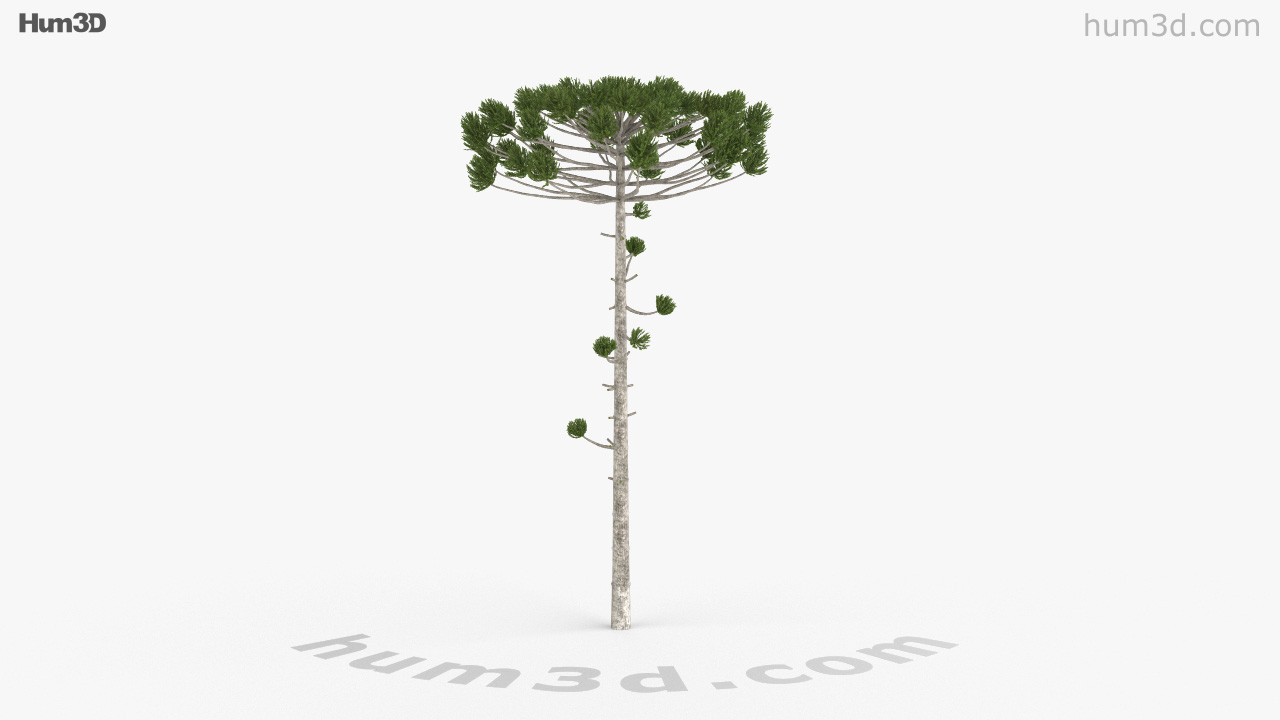 360 view of Araucaria 3D model Hum3D store