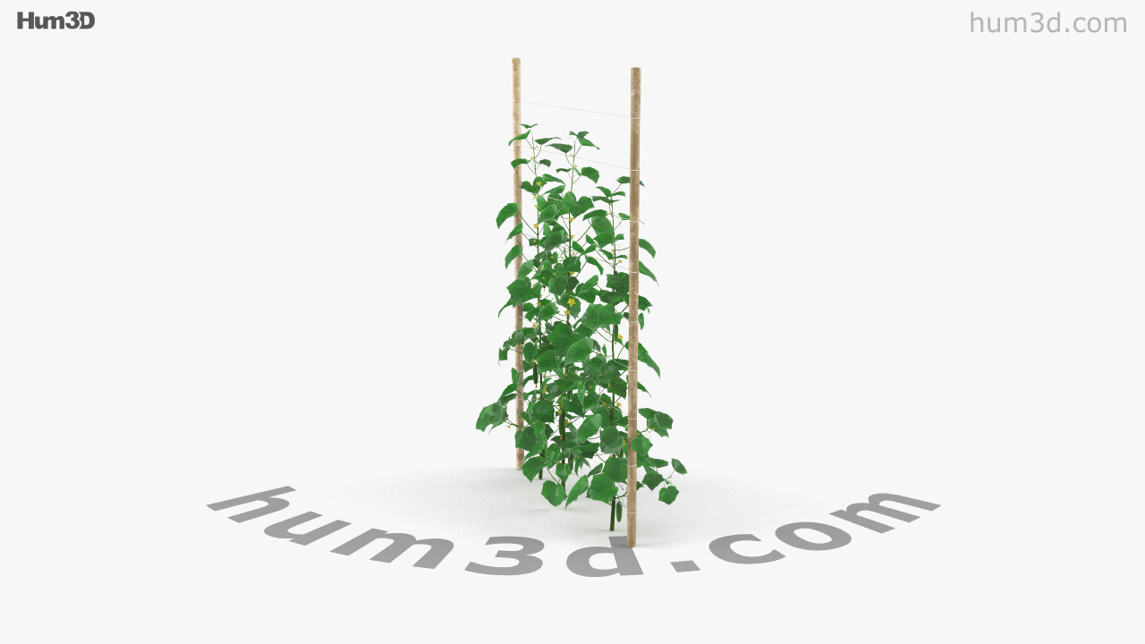 cucumber plant clipart borders