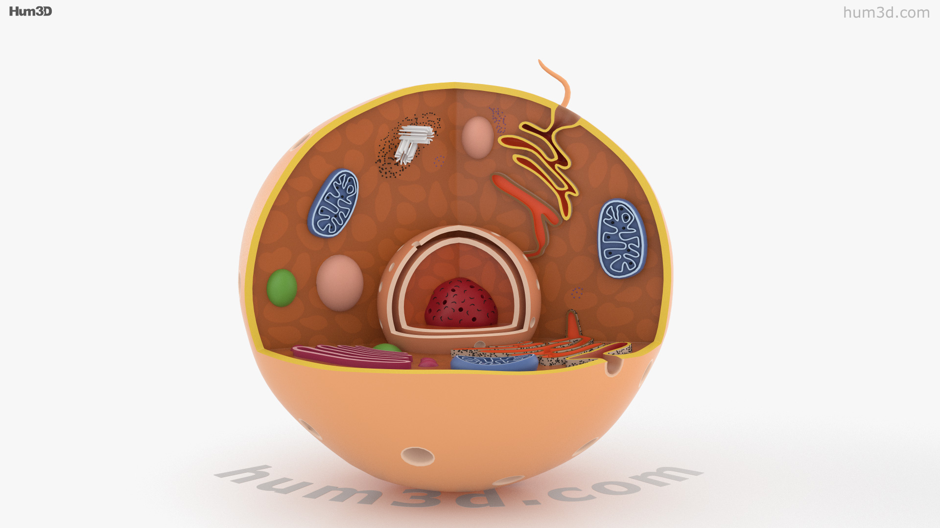 360 view of Animal Cell 3D model - Hum3D store